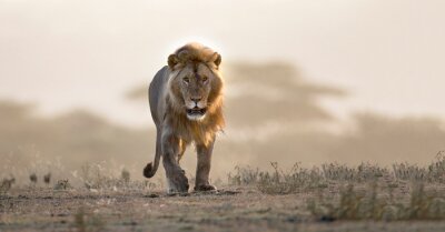 Fototapete Wandernder Löwe auf einer afrikanischen Safari