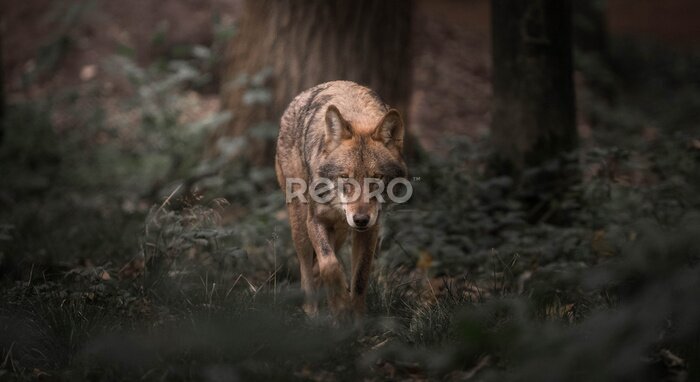 Fototapete Wandernder Wolf inmitten der Natur