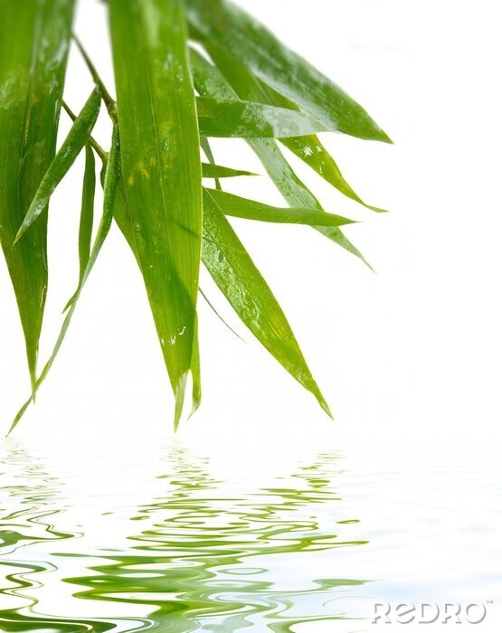 Fototapete Wasser berührende Bambusblätter