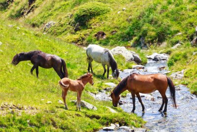Fototapete Wasser trinkende pferde