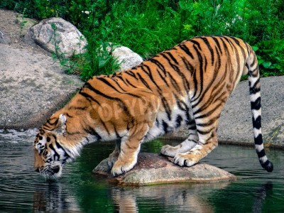 Fototapete Wasser trinkender tiger