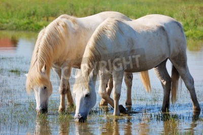 Fototapete Wasser trinkendes pferdepaar
