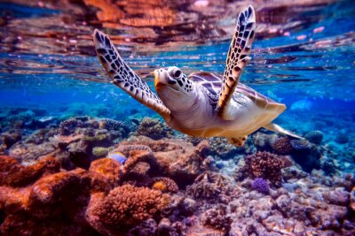 Wasserschildkröte vor dem Hintergrund des Korallenriffs