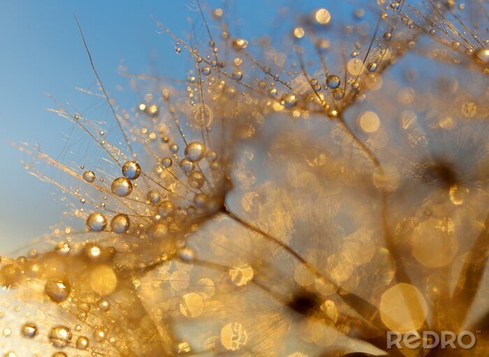 Fototapete Wassertropfen auf dem Löwenzahn