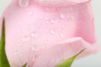 Fototapete Wassertropfen auf der Rose in Nahaufnahme
