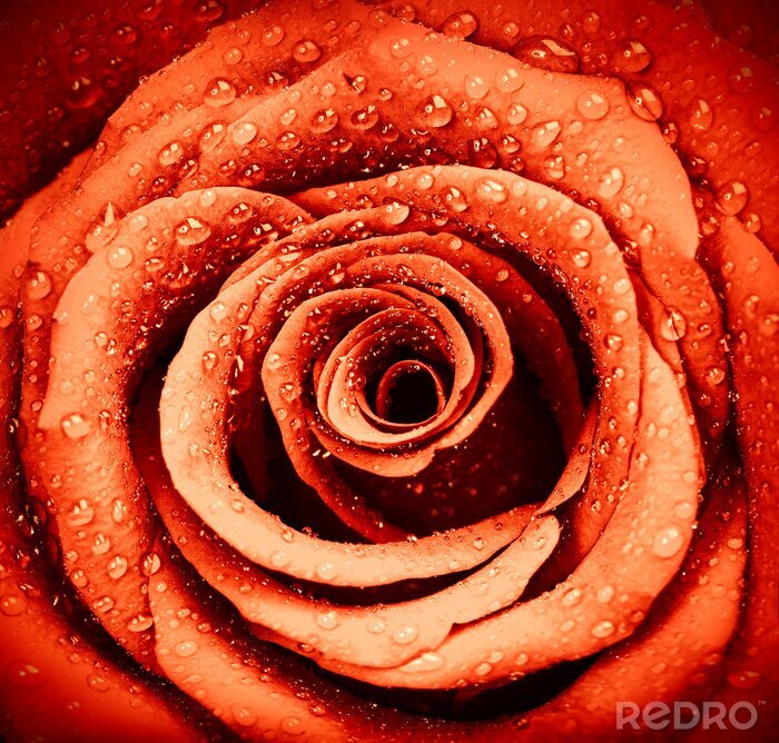 Fototapete Wassertropfen auf der roten Blume