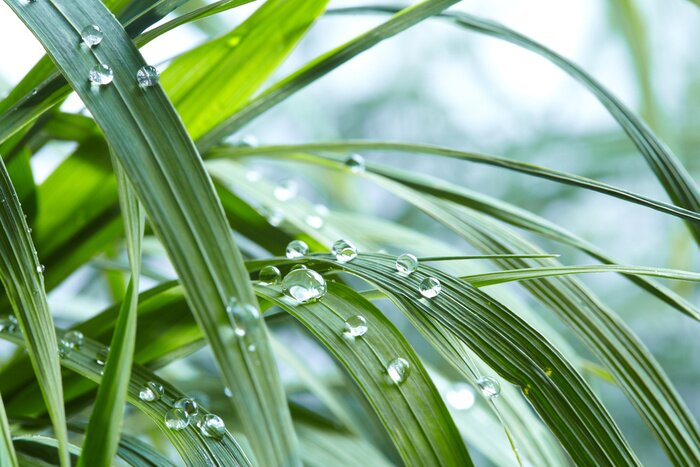 Fototapete Wassertropfen auf Gras
