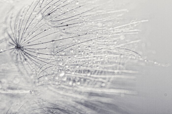 Fototapete Wassertropfen auf Löwenzahnsamen