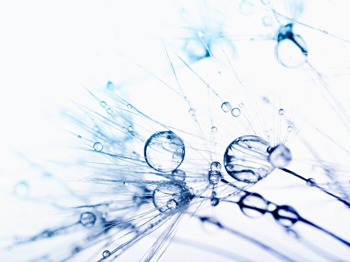 Fototapete Wassertropfen auf Pusteblumensamen