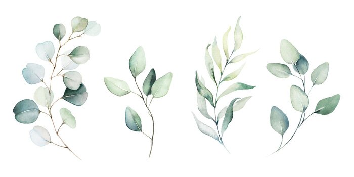 Fototapete Watercolor floral illustration set - green leaf branches collection, for wedding stationary, greetings, wallpapers, fashion, background. Eucalyptus, olive, green leaves, etc.