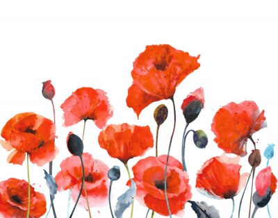 Fototapete Watercolor red poppies. Composition of red poppies on a white background
