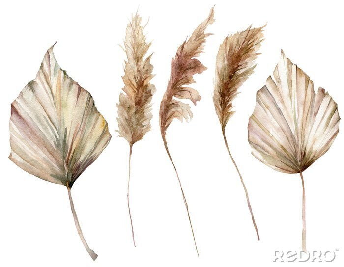 Fototapete Watercolor tropical set with dry palm leaves and pampas grass. Hand painted exotic leaves isolated on white background. Floral illustration for design, print, fabric or background.