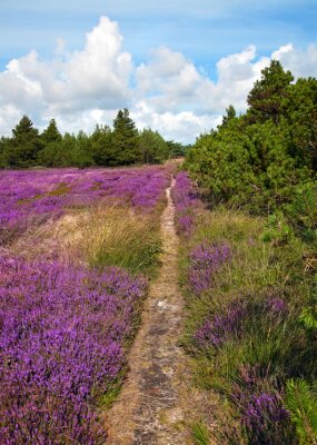 Fototapete Weg durch Lavendelfeld