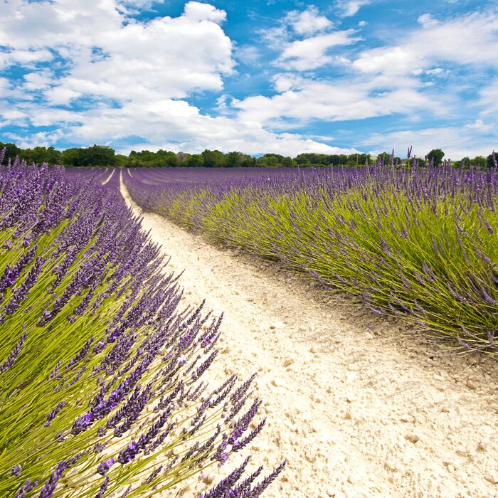 Fototapete Weg durch Lavendelfeld