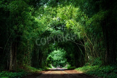 Fototapete Weg durch tropischen Bambuswald