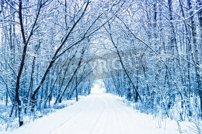 Fototapete Weg durch winterlichen Birkenwald