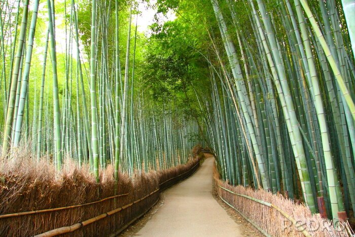 Fototapete Weg im Bambuswald