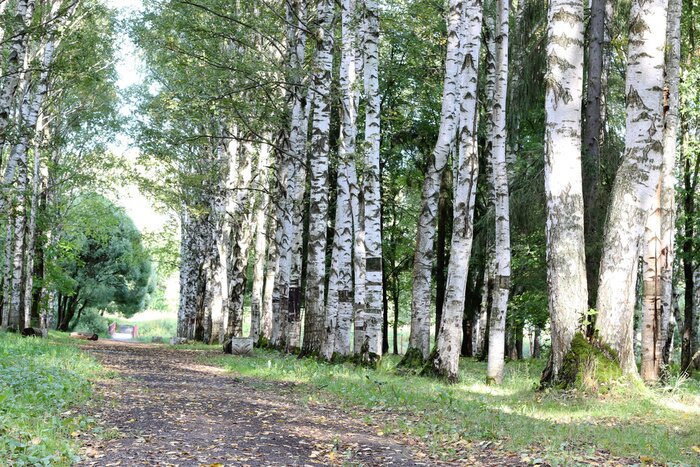Fototapete Weg im Park an den Birken