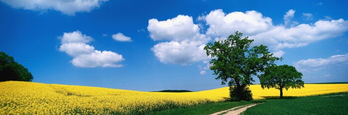 Fototapete Weg, landschaft, Baum, Wolkenhimmel, Sommer, Deutschland