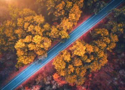 Fototapete Weg und Herbstbäume