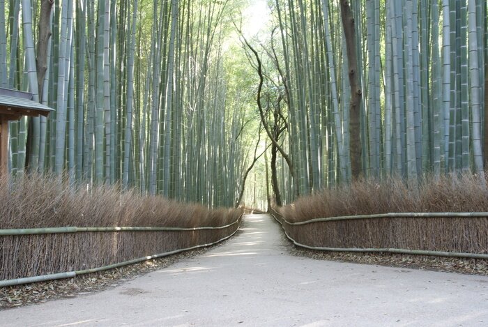 Fototapete Weg unter Natur
