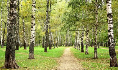 Wege im Birkenwald