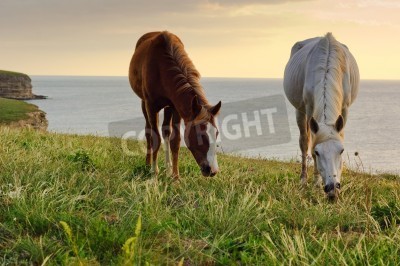 Fototapete Weidende pferde