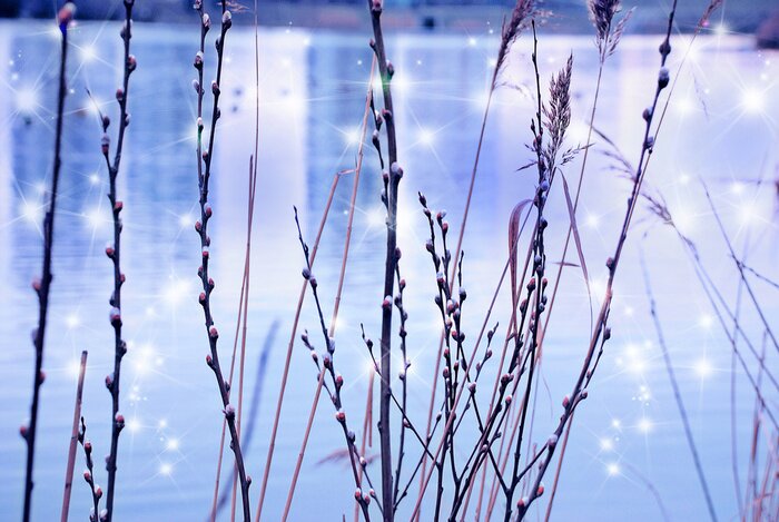 Fototapete Weidenkätzchen und Natur