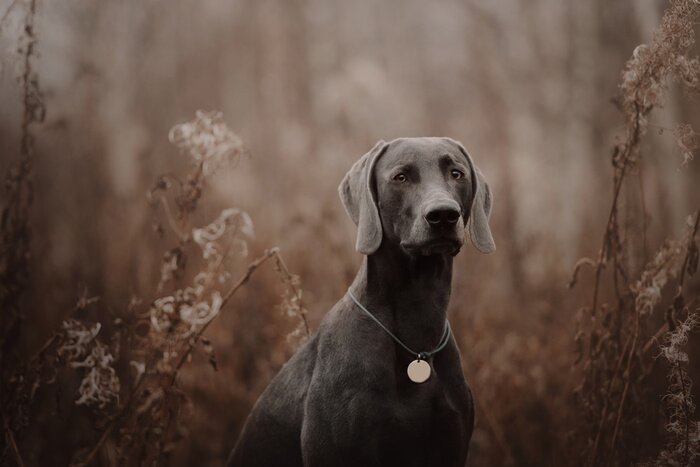 Fototapete Weimaraner vor herbstlicher Kulisse