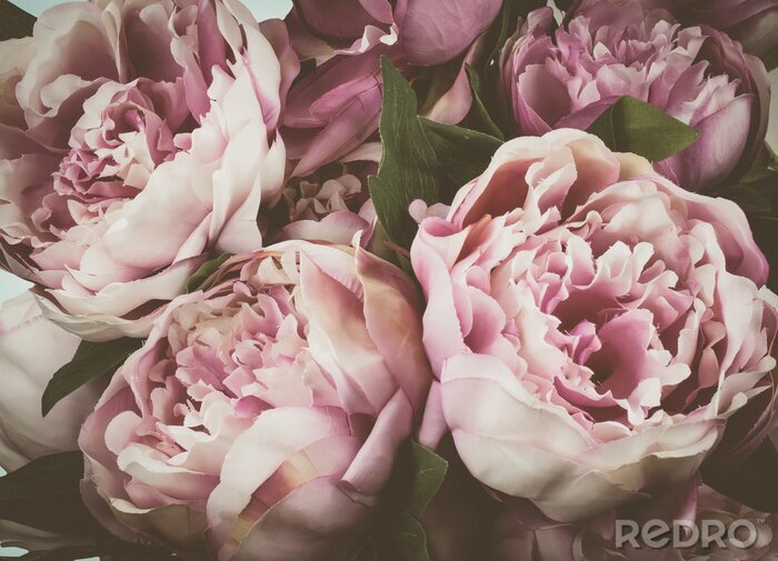 Fototapete Weinlesepfingstroseblumenhintergrund.