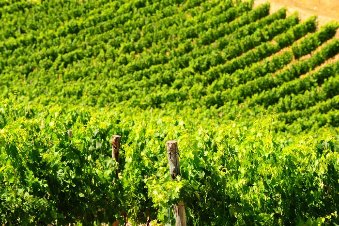 Fototapete Weinstock und Natur