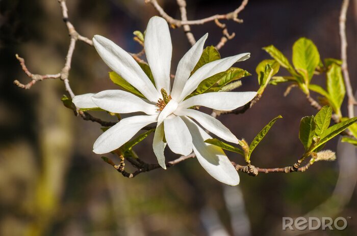 Fototapete Weiß blühende Magnolie