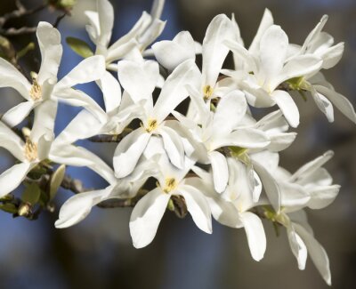 Fototapete Weiß blühende Magnolien