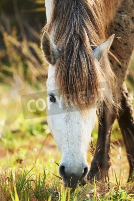 Fototapete Weiß-braunes camargue-pferd