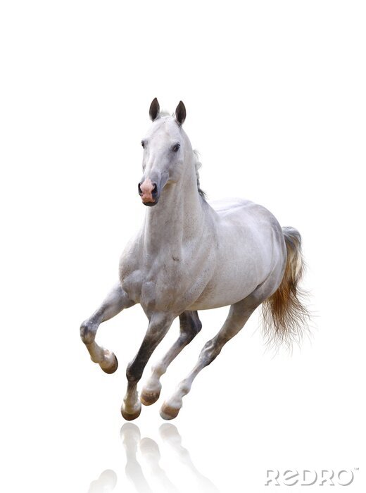 Fototapete Weiß-braunes pferd