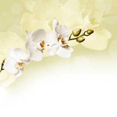 Fototapete Weiß-cremefarbene Orchideen