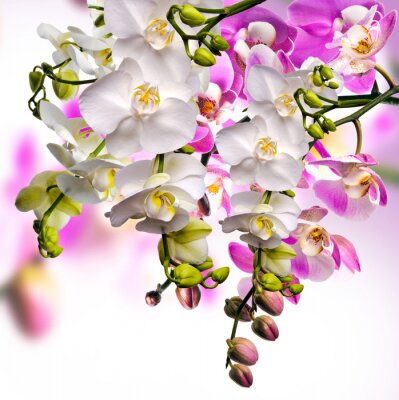 Fototapete Weiß-violette blühende Orchideen