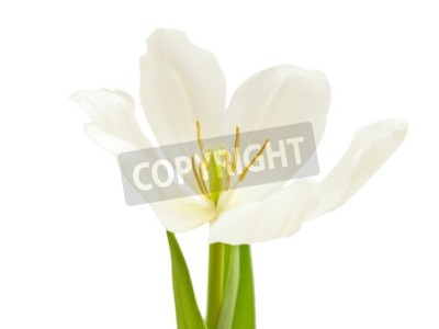 Fototapete Weiße aufblühte Tulpe
