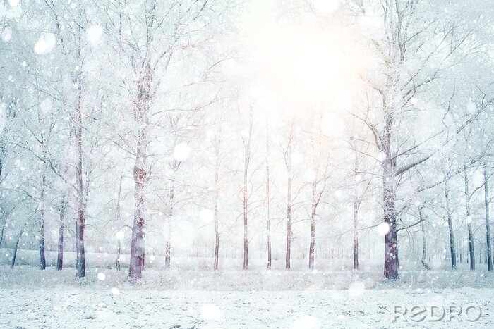 Fototapete Weiße Bäume von hellem Licht beleuchtet