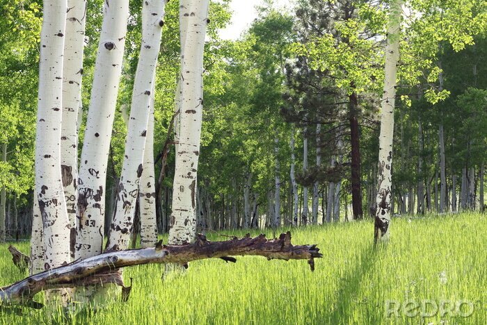 Fototapete Weiße Birken