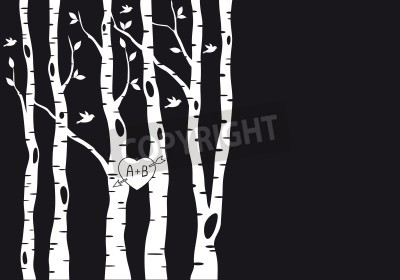 Fototapete Weiße Birken auf schwarzem Hintergrund