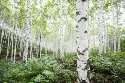 Fototapete Weiße Birken im Wald im Sommer