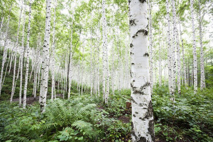 Fototapete Weiße Birken im Wald im Sommer