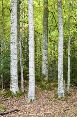 Fototapete Weiße Birken vor dem Hintergrund des kleinen Waldes