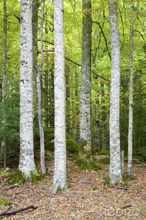 Fototapete Weiße Birken vor dem Hintergrund des kleinen Waldes