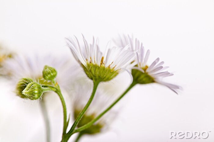 Fototapete Weiße Blütenblätter
