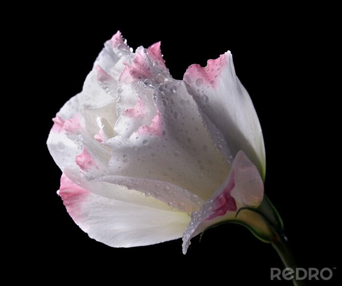Fototapete Weiße Blütenblätter mit Rosa