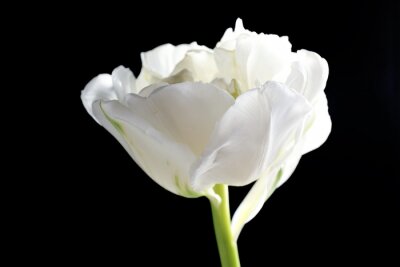 Fototapete Weiße Blume