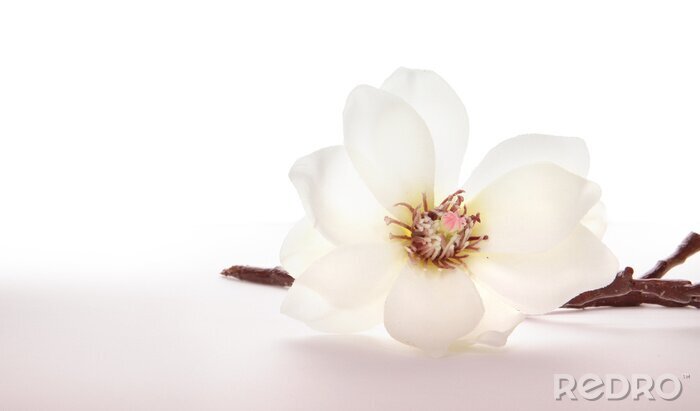 Fototapete Weiße Blume auf hellem Hintergrund