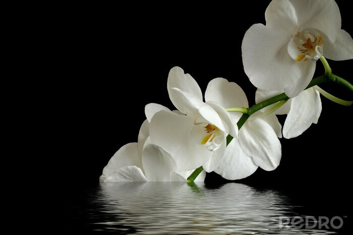 Fototapete Weiße Blume im Wasser